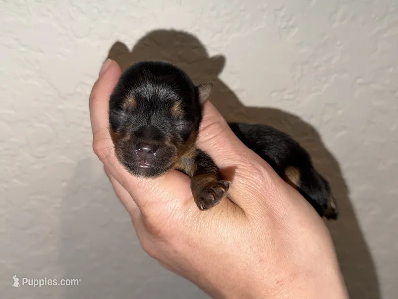 Traditional  yellow collar TINY – Yorkshire Terrier puppy for sale in New Braunfels, TX