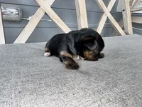 Female registered , a female Yorkshire Terrier for sale in New Braunfels, TX – Photo 2 of 2