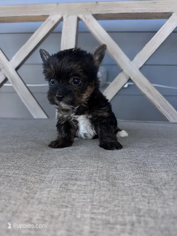 Female registered  – Yorkshire Terrier puppy for sale in New Braunfels, TX