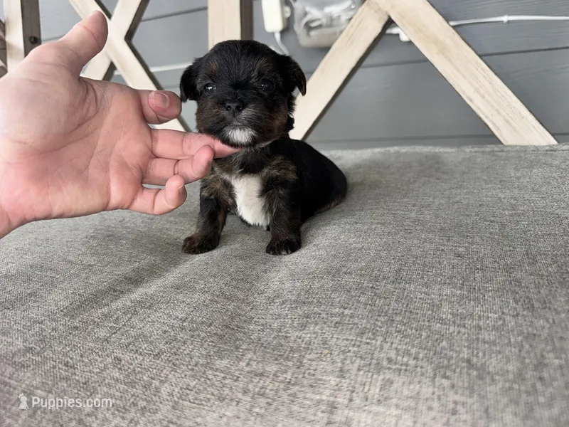 Female registered  – Yorkshire Terrier puppy for sale in New Braunfels, TX