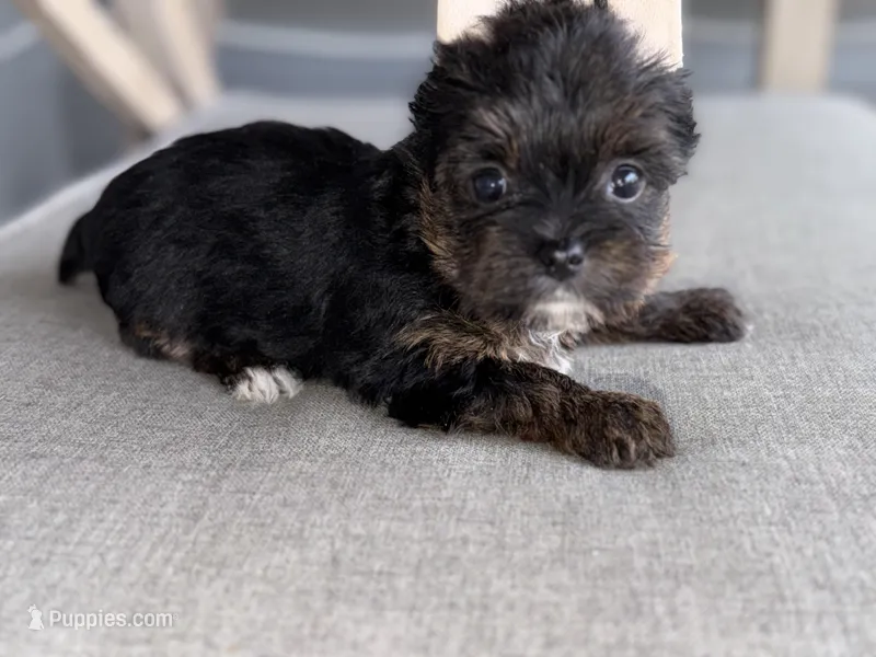 Female registered  – Yorkshire Terrier puppy on hold in New Braunfels, TX