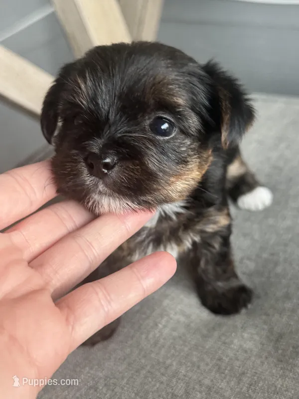 Female registered  – Yorkshire Terrier puppy for sale in New Braunfels, TX