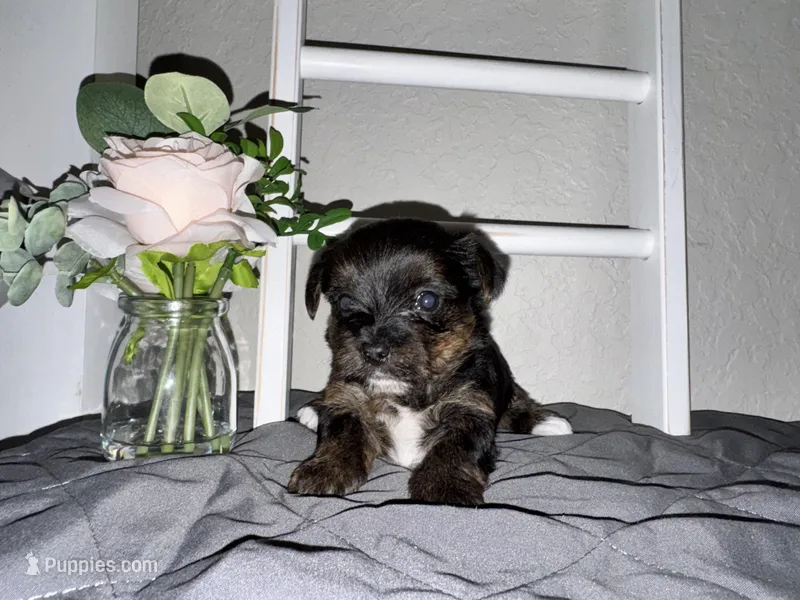 Female registered  – Yorkshire Terrier puppy for sale in New Braunfels, TX