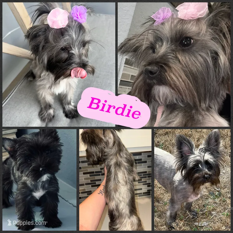 Coming soon  – Yorkshire Terrier puppy for sale in New Braunfels, TX