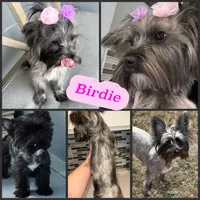 Coming soon , a  Yorkshire Terrier for sale in New Braunfels, TX – 1 of 1