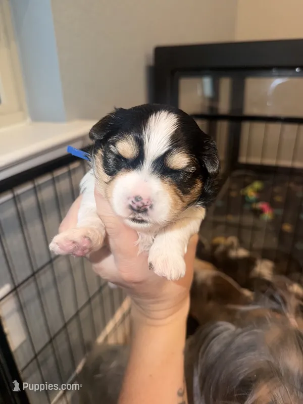 Blue collar  – Yorkshire Terrier puppy for sale in New Braunfels, TX