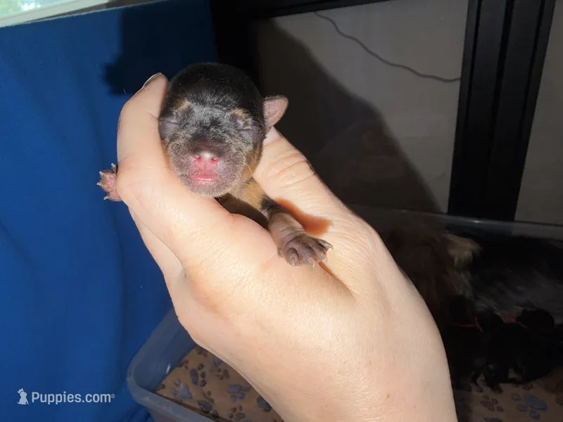 Traditional  yellow collar TINY – Yorkshire Terrier puppy for sale in New Braunfels, TX