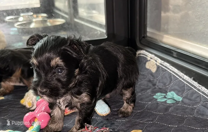 Blue collar  – Yorkshire Terrier puppy for sale in New Braunfels, TX