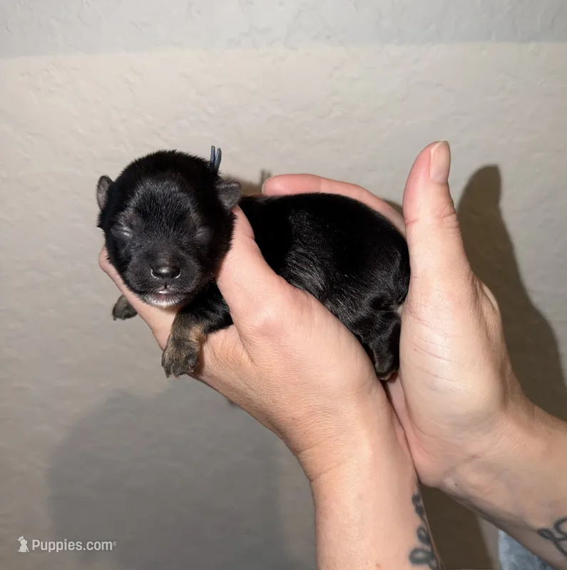 Traditional  blue collar  – Yorkshire Terrier puppy for sale in New Braunfels, TX