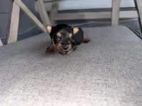 Charting 3.5-4p, a male Yorkshire Terrier for sale in New Braunfels, TX – 4 of 4