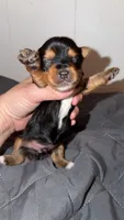 Traditional CHARTING 4.5 pounds , a male Yorkshire Terrier for sale in New Braunfels, TX – 5 of 5