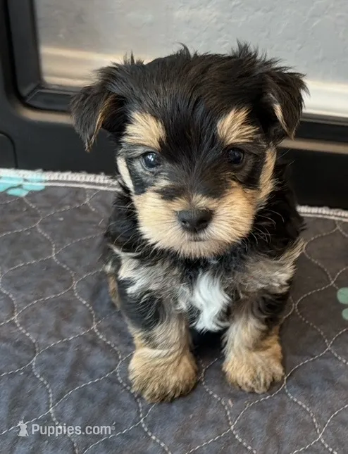 Yorkie boy  – Yorkshire Terrier puppy for sale in New Braunfels, TX