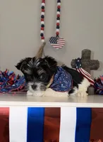 Blue collar Parti , a male Yorkshire Terrier for sale in New Braunfels, TX – 2 of 5