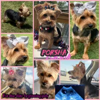 Coming soon, a  Yorkshire Terrier for sale in New Braunfels, TX – 1 of 1