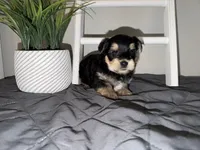 Yorkie boy , a male Yorkshire Terrier for sale in New Braunfels, TX – 3 of 3