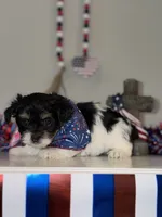 CKC REG Brown Collar Male , a male Yorkshire Terrier for sale in New Braunfels, TX – 4 of 4