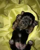 Traditional Female (light pink), a female Yorkshire Terrier for sale in New Braunfels, TX – Photo 3 of 3