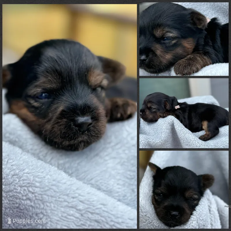 Traditional Female (light pink) – Yorkshire Terrier puppy for sale in New Braunfels, TX