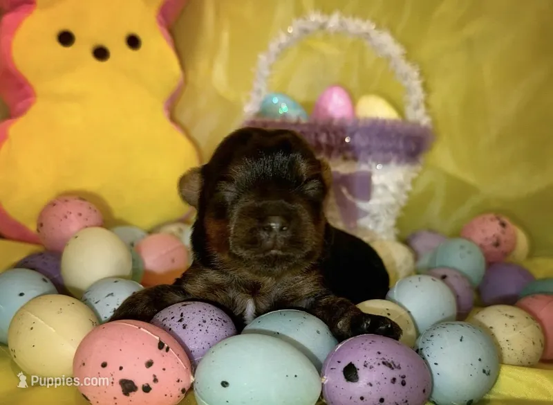 Traditional Female (light pink) – Yorkshire Terrier puppy for sale in New Braunfels, TX