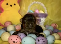 Traditional Female (light pink), a female Yorkshire Terrier for sale in New Braunfels, TX – Photo 1 of 3