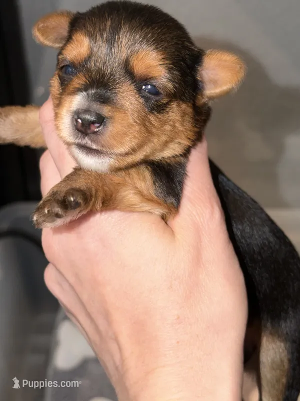 Traditional red collar male   – Yorkshire Terrier puppy for sale in New Braunfels, TX