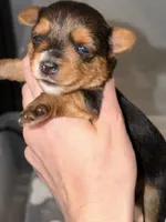 Traditional red collar male  , a male Yorkshire Terrier for sale in New Braunfels, TX – 1 of 1
