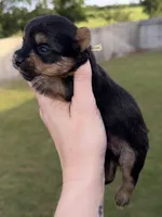 Charting 3.5-4p, a male Yorkshire Terrier for sale in New Braunfels, TX – 3 of 4