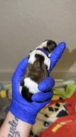 Brindle Parti charting 5.5 p (PURPLE COLLAR), a female Yorkshire Terrier for sale in New Braunfels, TX – 3 of 4