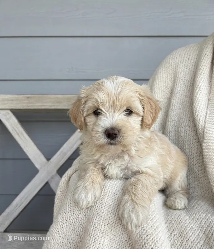 Blonde Parti  – Yorkshire Terrier puppy for sale in New Braunfels, TX