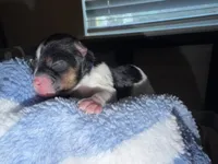 CKC REG Blue collar Male Parti, a male Yorkshire Terrier for sale in New Braunfels, TX – 3 of 4