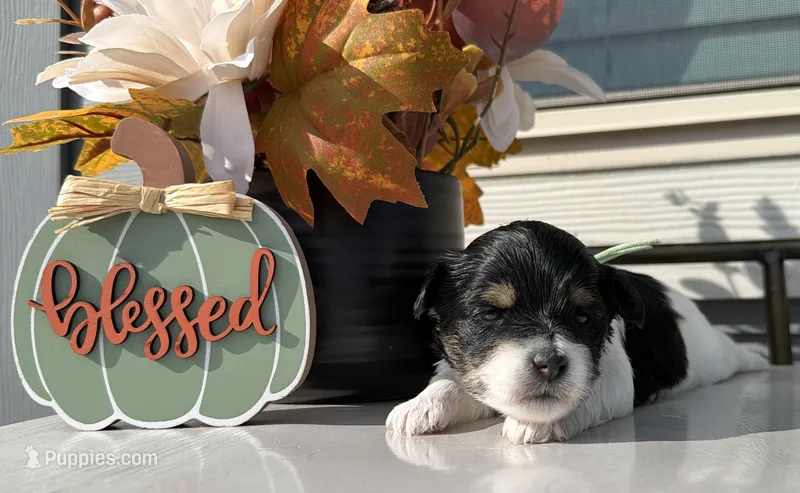 Light green collar  – Yorkshire Terrier puppy for sale in New Braunfels, TX