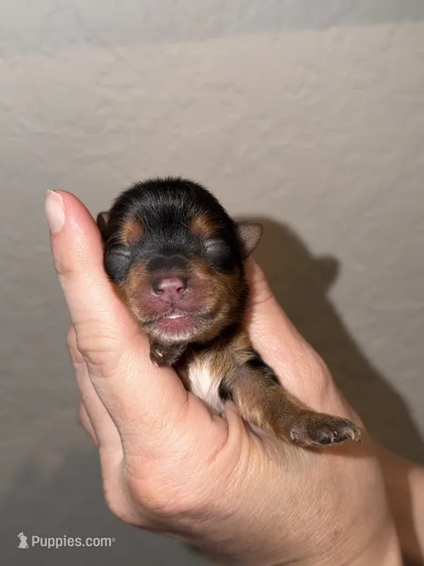 Traditional  red collar TINY – Yorkshire Terrier puppy for sale in New Braunfels, TX