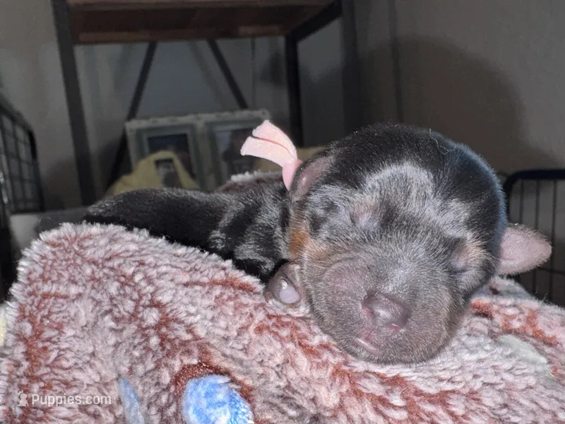 Traditional female (light pink) – Yorkshire Terrier puppy for sale in New Braunfels, TX