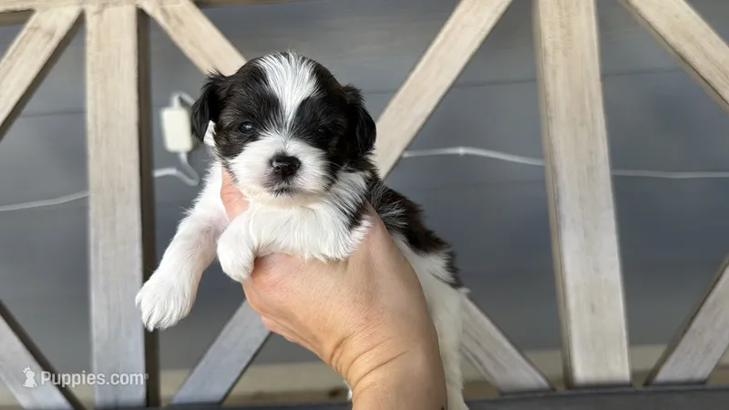 Brindle Parti male (RED COLLAR) – Yorkshire Terrier puppy for sale in New Braunfels, TX