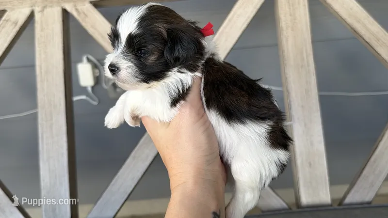 Brindle Parti male (RED COLLAR) – Yorkshire Terrier puppy for sale in New Braunfels, TX