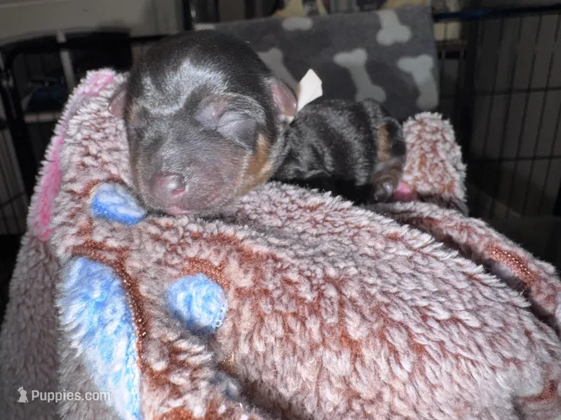 Traditional Female (Beige) – Yorkshire Terrier puppy for sale in New Braunfels, TX