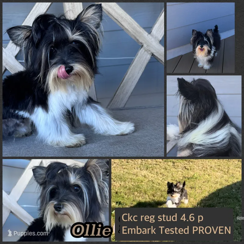 Ollie – Yorkshire Terrier puppy for sale in New Braunfels, TX