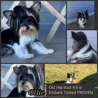 Ollie, a male Yorkshire Terrier for sale in New Braunfels, TX – 1 of 3