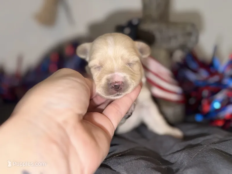 CKC Blonde Parti  pink collar  – Yorkshire Terrier puppy for sale in New Braunfels, TX