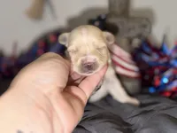 CKC Blonde Parti  pink collar , a female Yorkshire Terrier for sale in New Braunfels, TX – 1 of 3