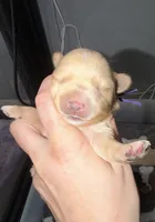 CKC Blonde Parti purple collar , a female Yorkshire Terrier for sale in New Braunfels, TX – 2 of 2