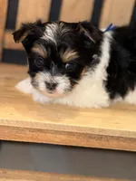 Blue collar Parti , a male Yorkshire Terrier for sale in New Braunfels, TX – 4 of 5