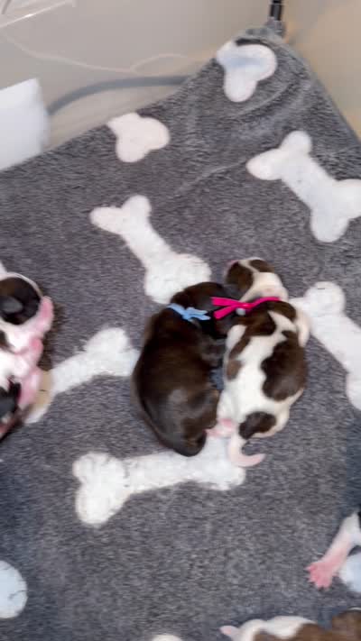 Brindle Parti male charting 5-5.5 pounds (RED COLLAR), a male Yorkshire Terrier for sale in New Braunfels, TX – 3 of 3