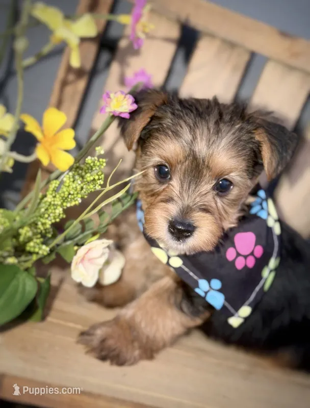 Traditional yellow collar  – Yorkshire Terrier puppy for sale in New Braunfels, TX