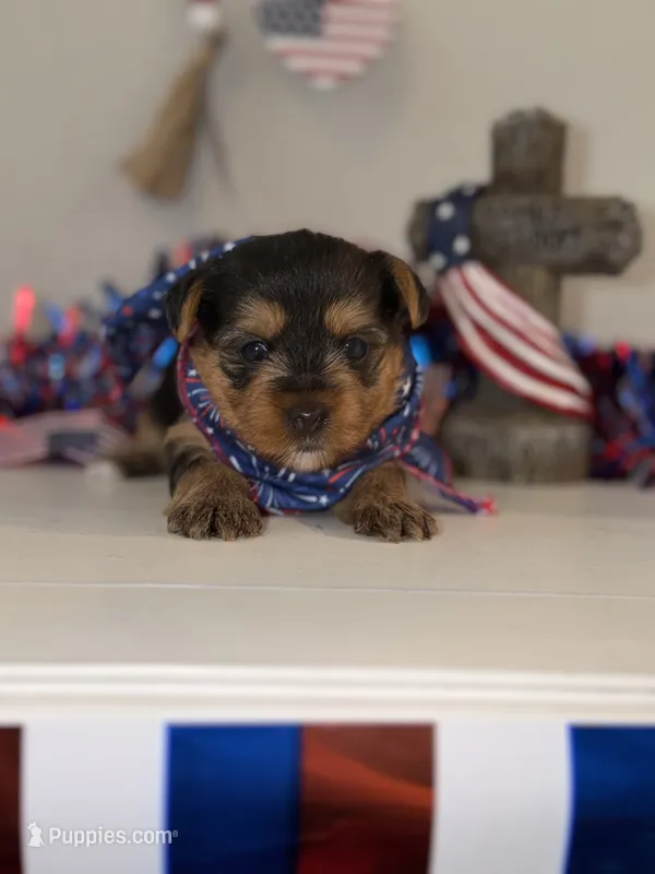 Traditional green collar  – Yorkshire Terrier puppy for sale in New Braunfels, TX