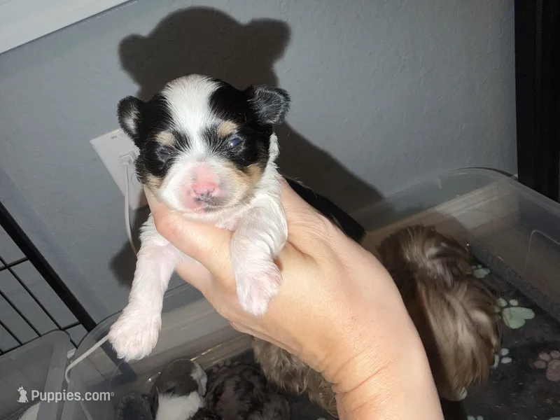 Parti (red collar) – Yorkshire Terrier puppy for sale in New Braunfels, TX