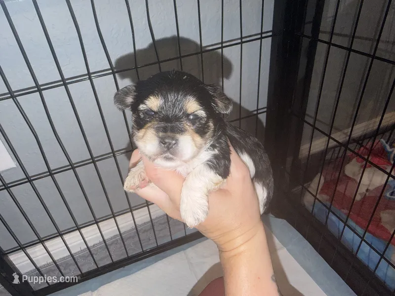 Bright pink collar  – Yorkshire Terrier puppy for sale in New Braunfels, TX
