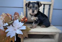 Yellow collar female , a female Yorkshire Terrier for sale in New Braunfels, TX – 1 of 1