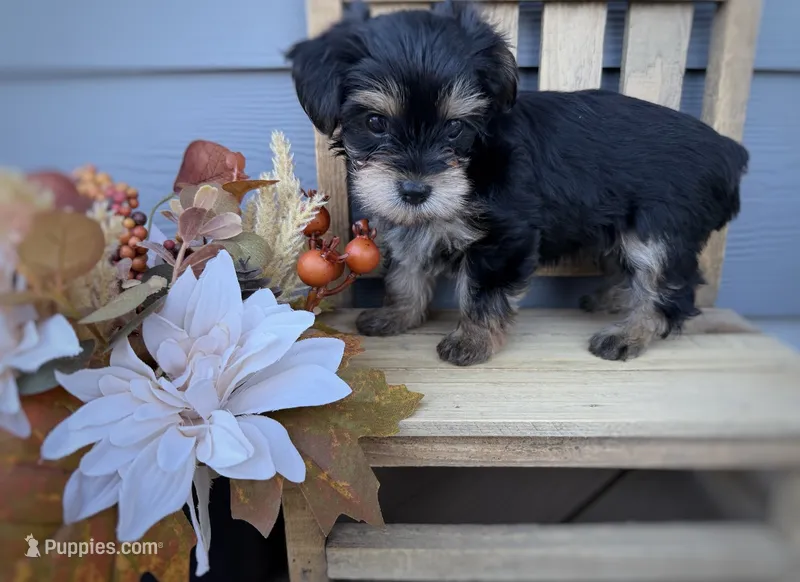 Pink collar female  – Yorkshire Terrier puppy for sale in New Braunfels, TX