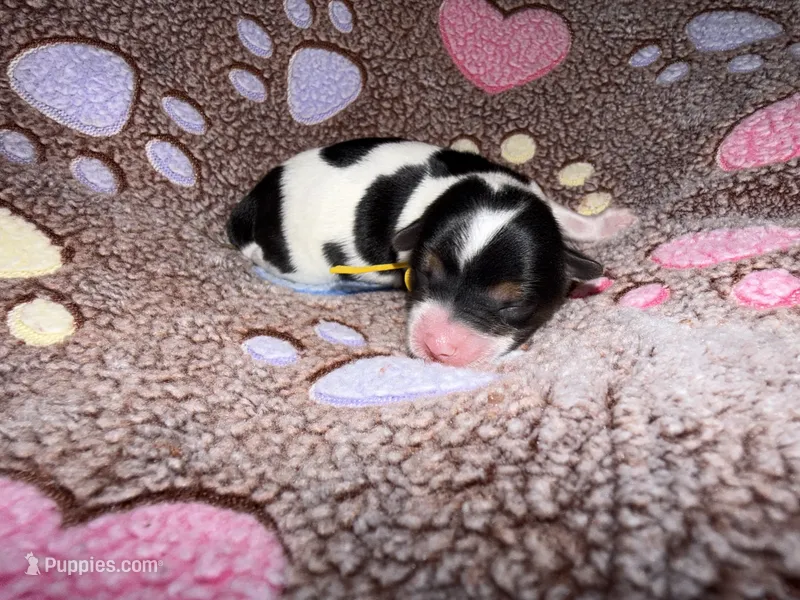 CKC reg Yellow Collar Male Parti – Yorkshire Terrier puppy for sale in New Braunfels, TX